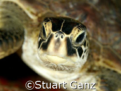 Green sea turtle. Taken @ Sharks Cove, Oahu Hawaii. This ... by Stuart Ganz 